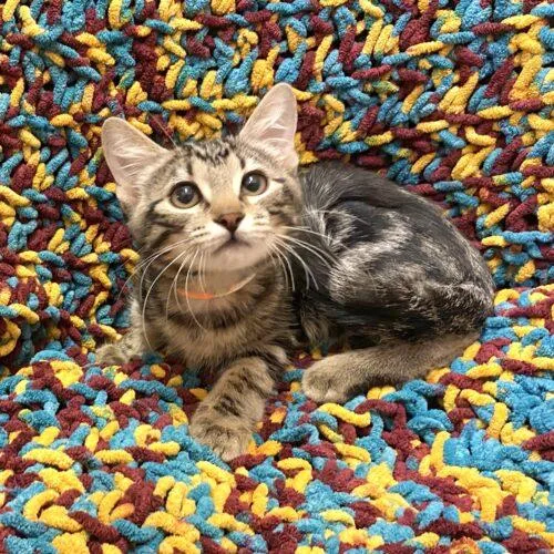 A baby small-sized male Tabby (Gray / Blue / Silver) Domestic Short Hair cat named Braylon for adoption in Gilbert, AZ