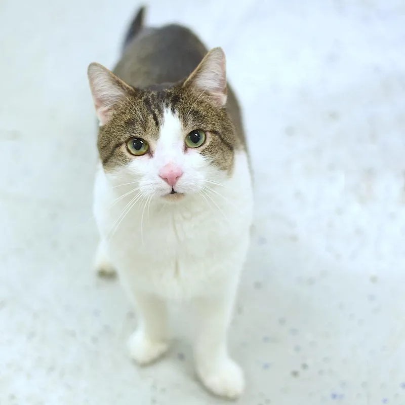 An adult medium-sized male Brown / Chocolate Domestic Short Hair cat named Pastrami for adoption in Belleville, IL
