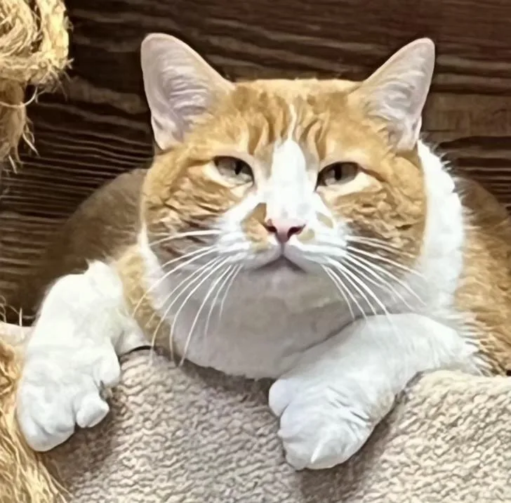 Mila & Marlow Bonded thumbnail 2