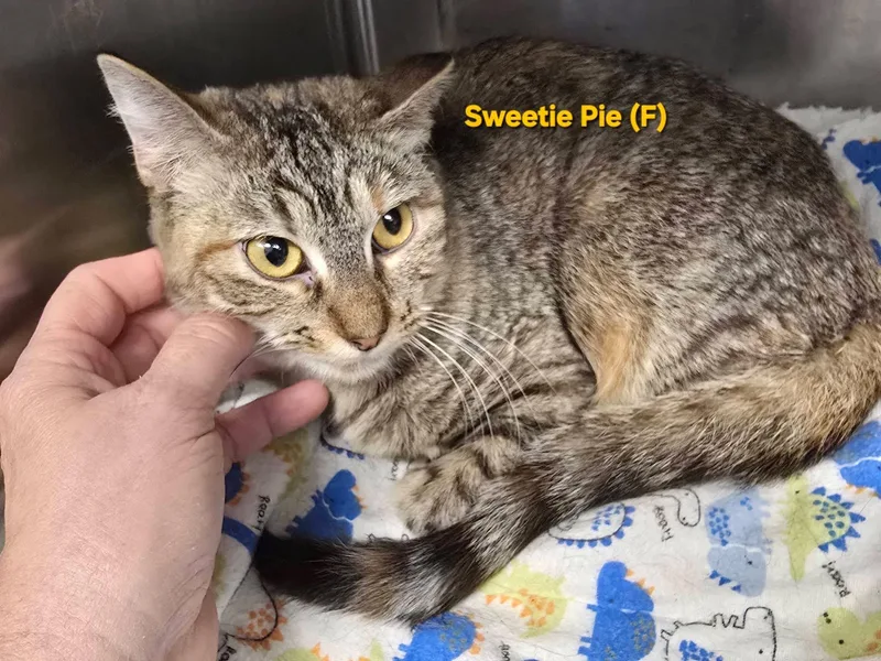 An adult small-sized female American Shorthair cat named Sweetie Pie for adoption in Mingus, TX