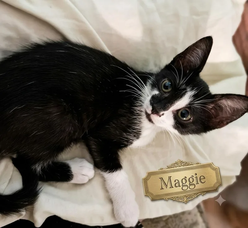 A baby small-sized female Black & White / Tuxedo Tuxedo cat named Maggie  The Simpsons for adoption in Spring Branch, TX