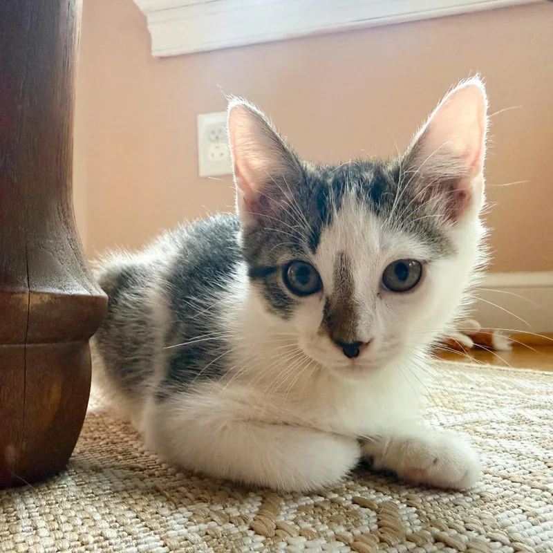 A baby small-sized male Domestic Short Hair cat named Tape for adoption in Chesapeake, VA