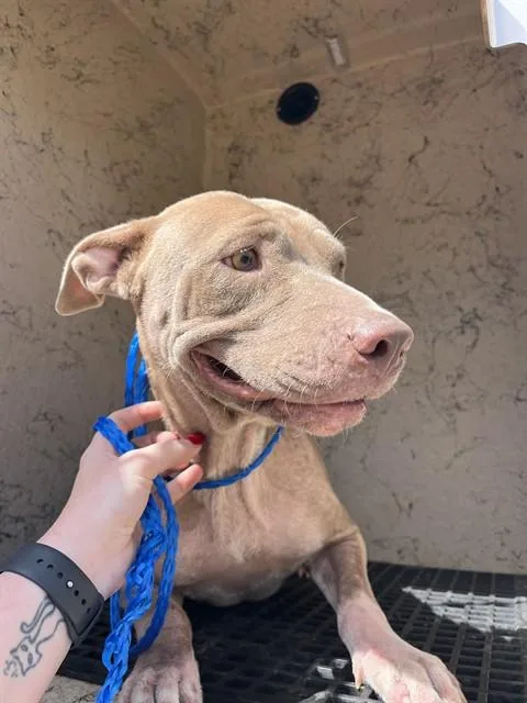 A young medium-sized female Pit Bull Terrier dog named Foxy for adoption in Killeen, TX
