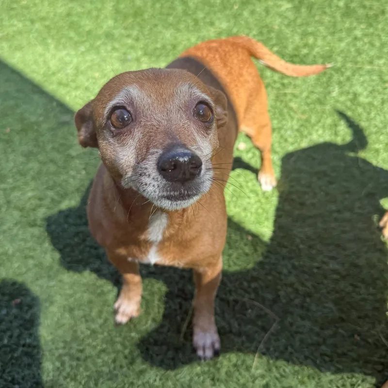 An adult small-sized female Chihuahua dog named Thelma for adoption in Groton, CT