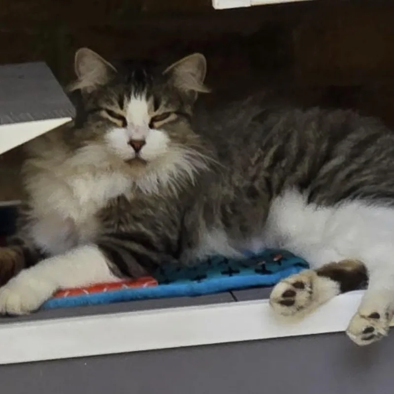 A young medium-sized female Tabby (Brown / Chocolate) Tabby cat named Thomasina for adoption in Porter, TX