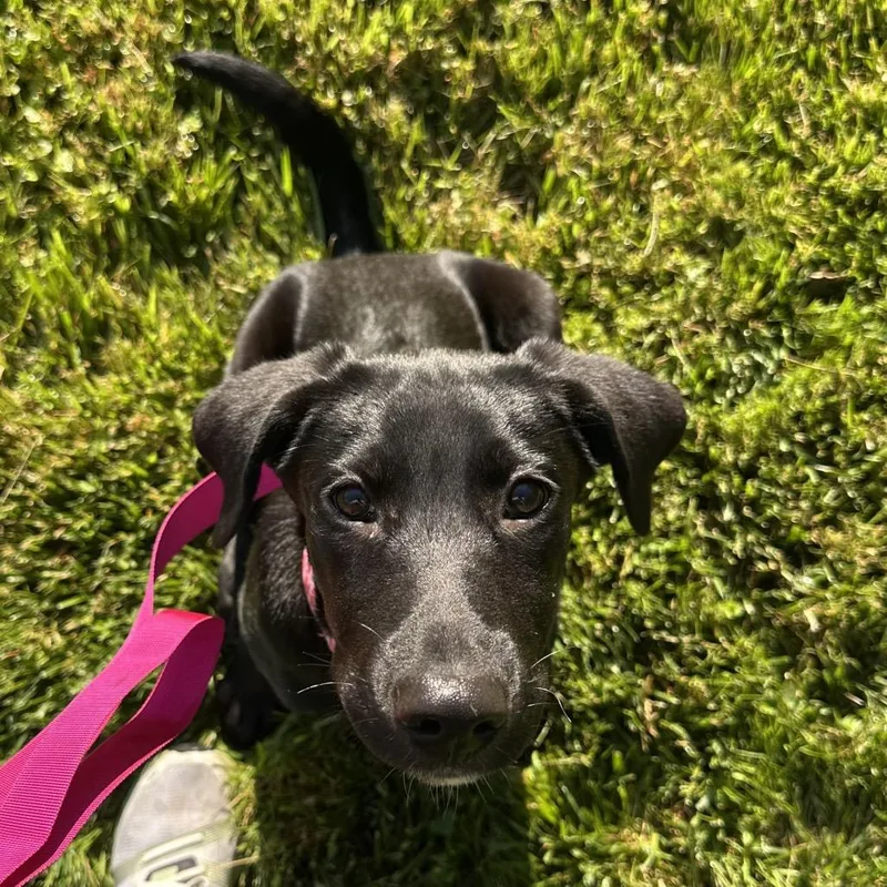 A baby medium-sized female Black Labrador Retriever dog named Porscha for adoption in Rockville, MD