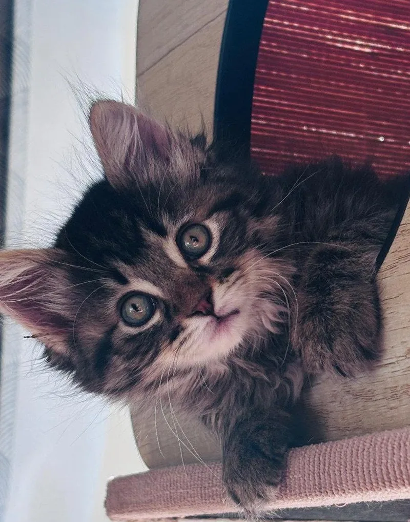 A baby medium-sized female Tabby cat named Expresso for adoption in San Jose, CA