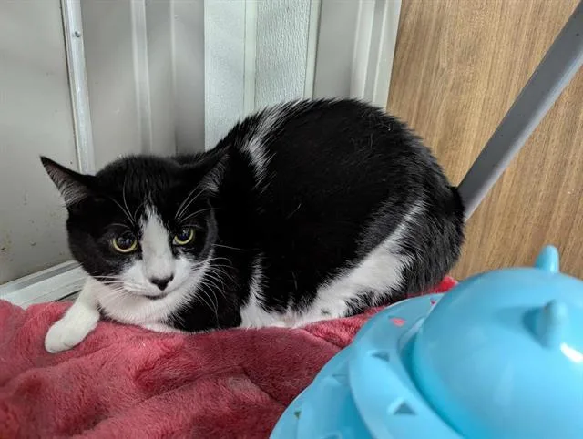 An adult small-sized female Domestic Short Hair cat named Pope for adoption in Brunswick, GA