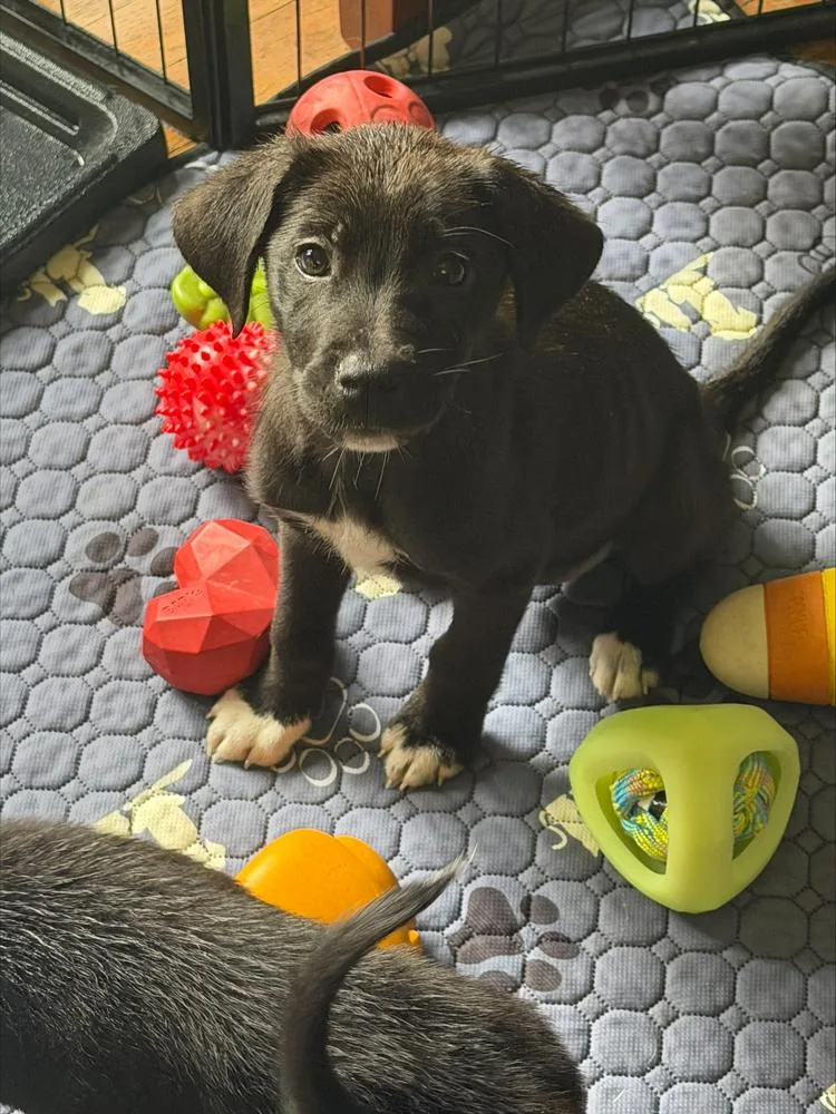 A baby medium-sized male Tricolor (Brown, Black, & White) Australian Shepherd dog named Junior Pka  Scent for adoption in Ringwood, IL