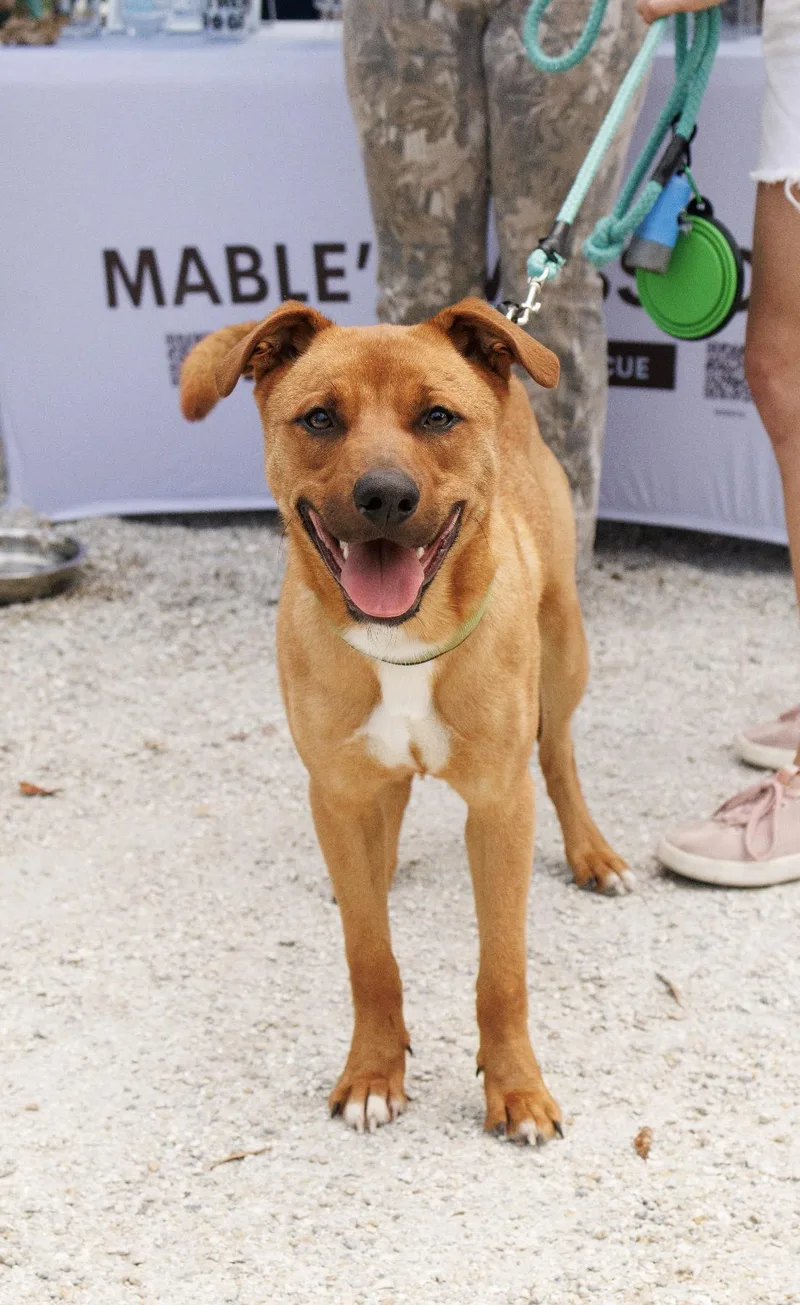 A young medium-sized male Red / Chestnut / Orange Mixed Breed dog named Bailey for adoption in Hobe Sound, FL