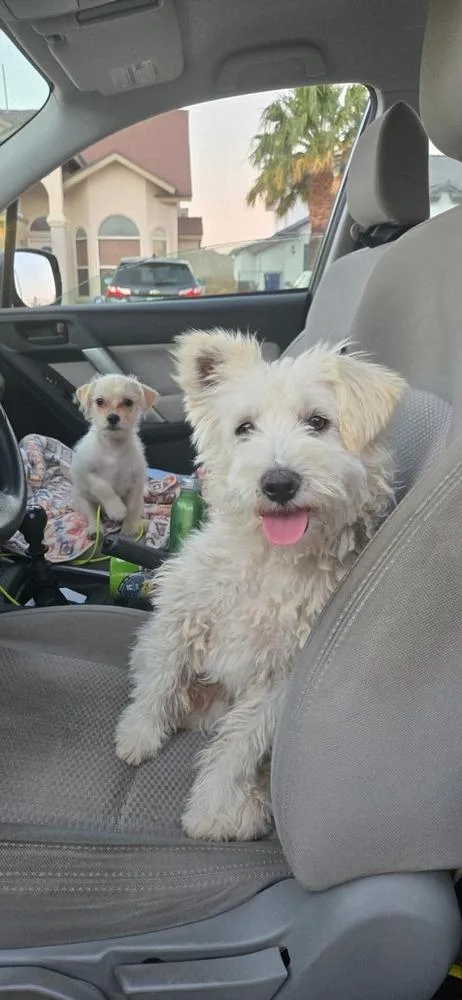 A young small-sized male White / Cream Terrier dog named Ralphy for adoption in Cortez, CO