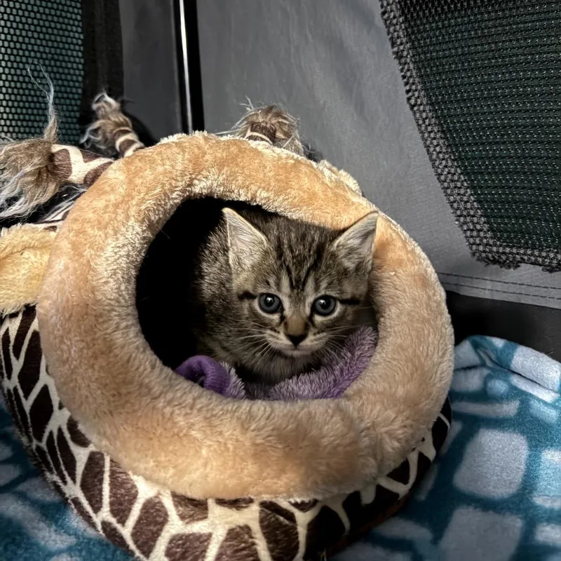 A baby small-sized female Brown / Chocolate Domestic Short Hair cat named Applejack for adoption in Granville, OH