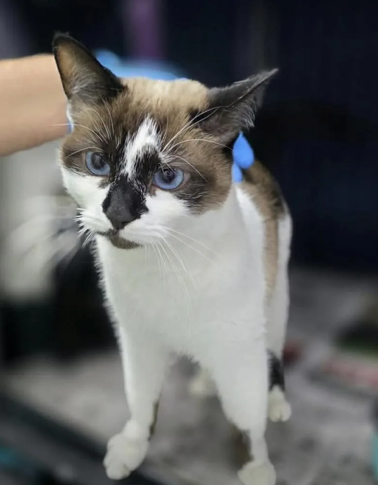 Cora Fka Olivia thumbnail 2