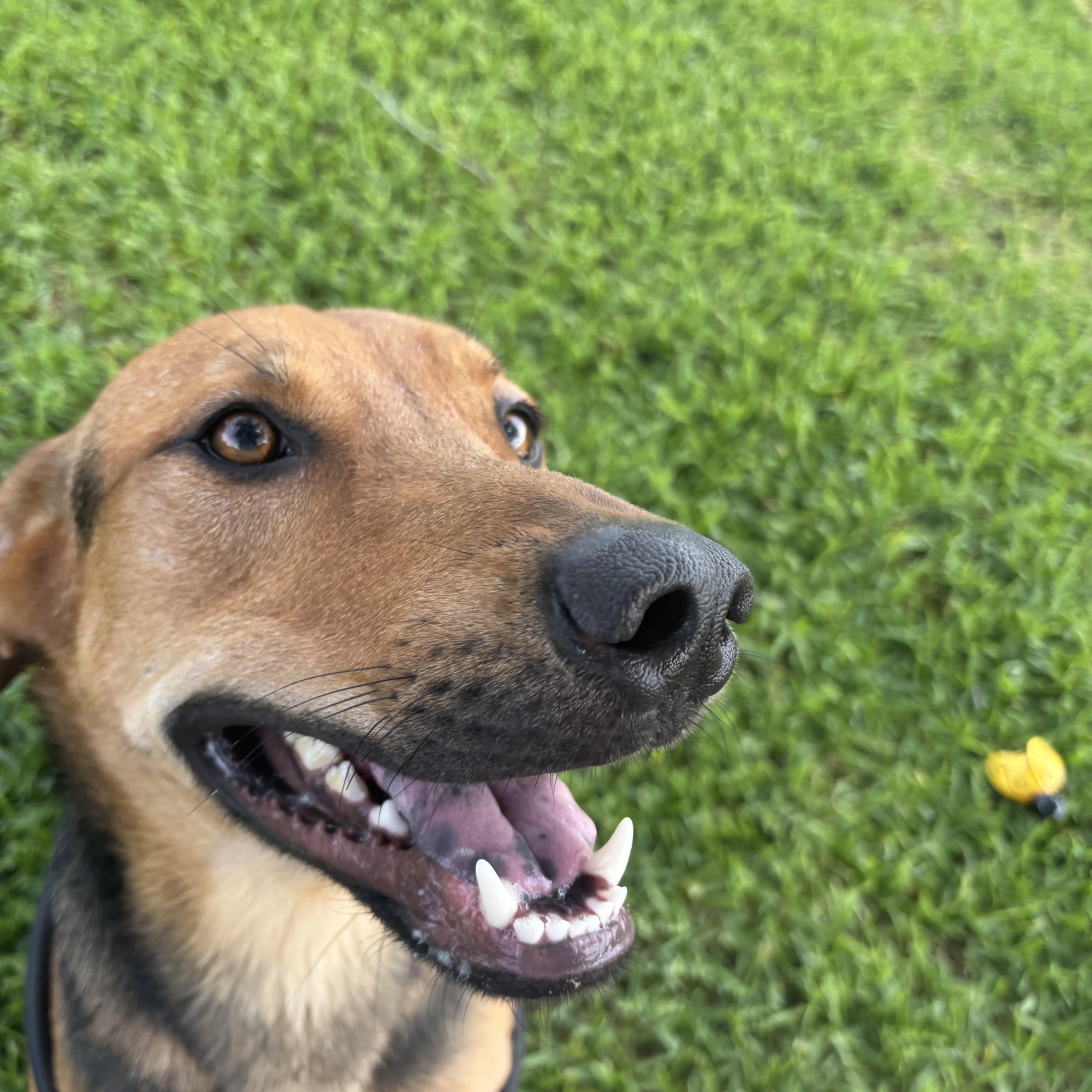 A young medium-sized male Bicolor German Shepherd Dog dog named Bingley for adoption in Pearland, TX