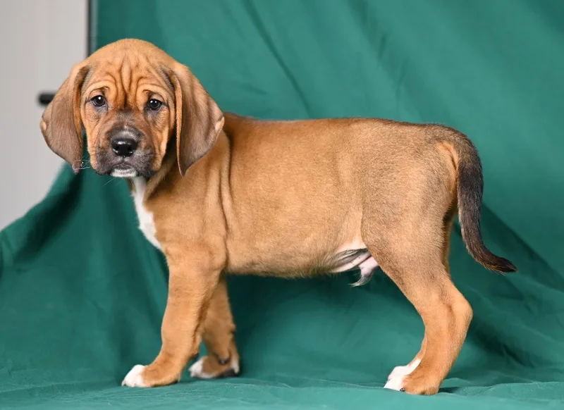 A baby medium-sized male Beagle dog named Jacob Palmer for adoption in Newport, KY