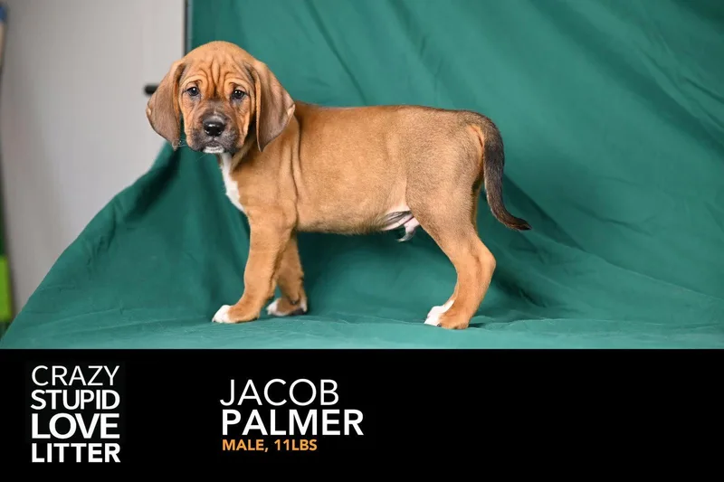Jacob Palmer thumbnail 2
