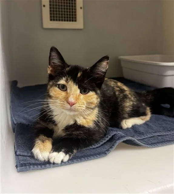 A baby medium-sized female Domestic Short Hair cat named Kimchi for adoption in Statesville, NC