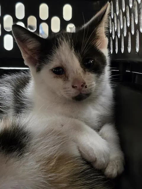 A baby small-sized male Domestic Short Hair cat named Roadhouse for adoption in Aliquippa, PA