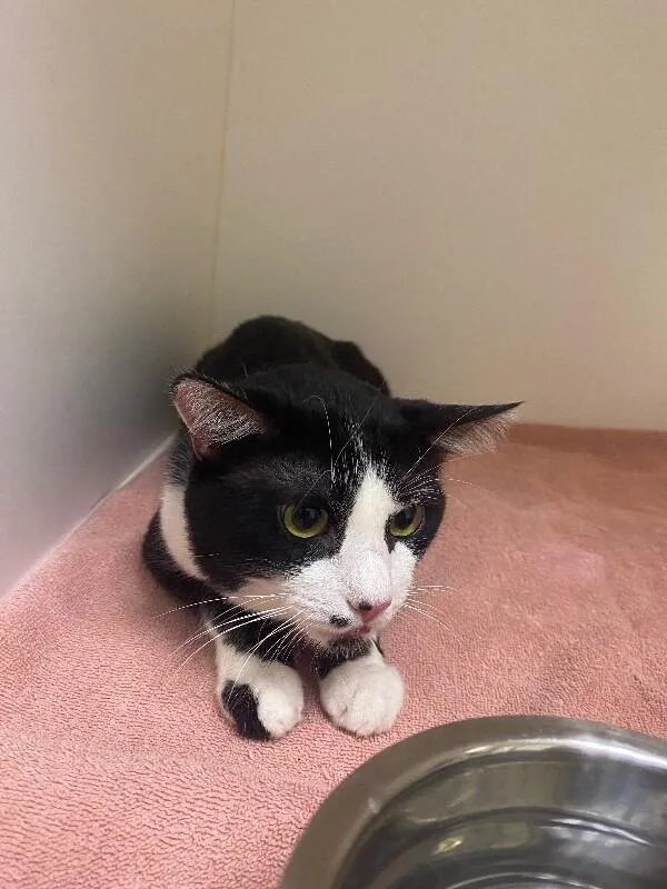 An adult medium-sized male Black Domestic Short Hair cat named Hershey for adoption in Hobbs, NM