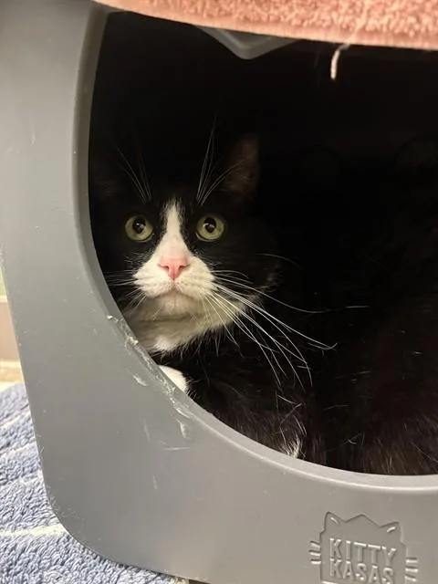 An adult medium-sized male Domestic Short Hair cat named Socko for adoption in Leesburg, VA