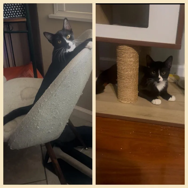A baby small-sized male Black Domestic Short Hair cat named Magpie for adoption in Orangevale, CA