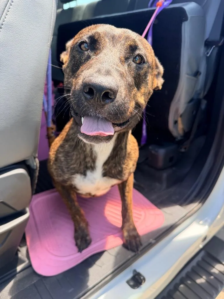 A young large-sized female Mountain Dog dog named Flamingo for adoption in Rockport, TX