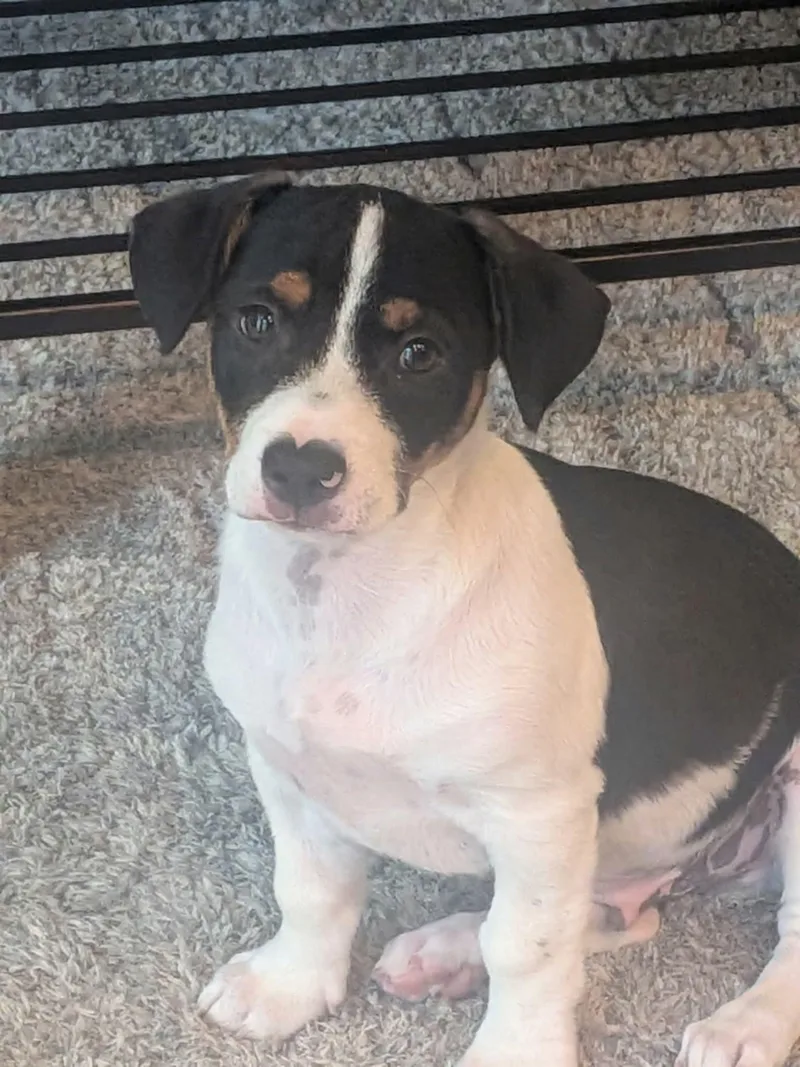 A baby small-sized male White / Cream Corgi dog named Spades for adoption in Pomona, CA