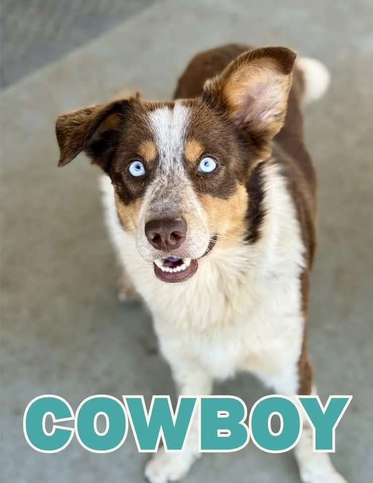 Cowboy