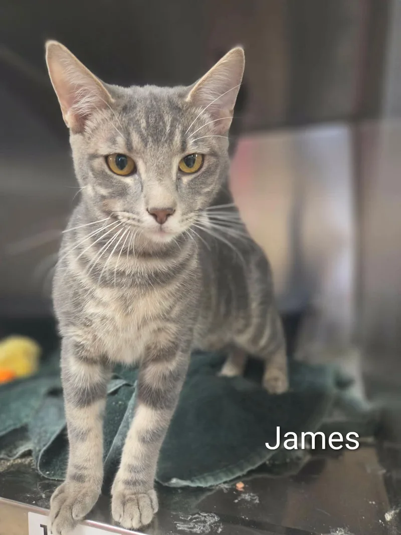 A young medium-sized male Tabby (Gray / Blue / Silver) Domestic Short Hair cat named James for adoption in Justin, TX