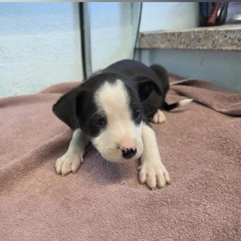 A baby small-sized female Black Pit Bull Terrier dog named Ruby A for adoption in Mission Hills, CA