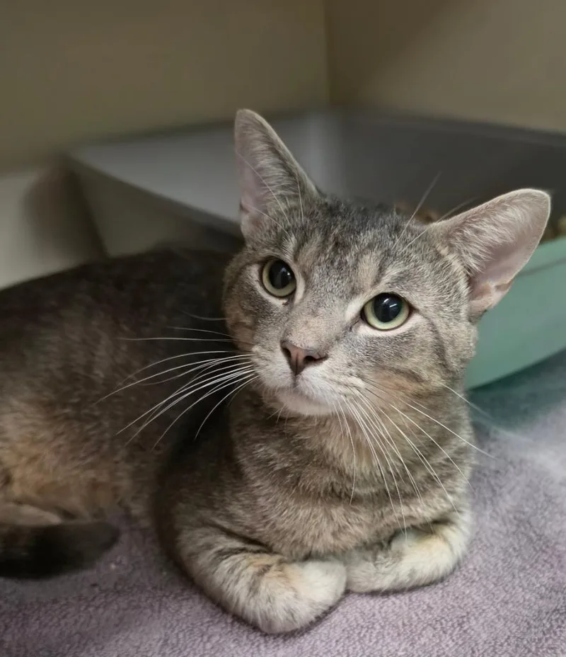 An adult medium-sized male Domestic Short Hair cat named Tillamook for adoption in Bloomington, IN