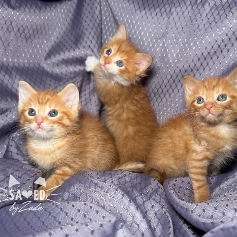 A baby small-sized male Orange / Red Domestic Short Hair cat named K for adoption in Eaton Rapids, MI