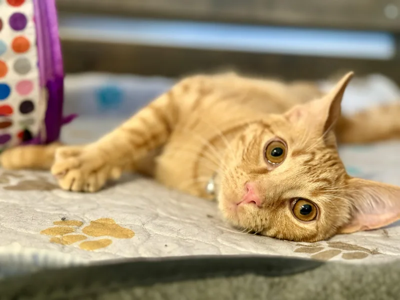 A baby small-sized male Orange / Red Domestic Short Hair cat named Sunny for adoption in Johnson City, TN