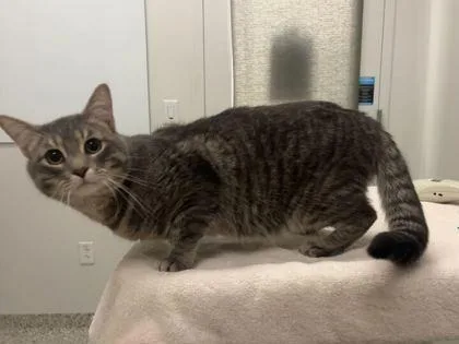 An adult medium-sized male Gray / Blue / Silver Domestic Short Hair cat named Just Another TikTok Trend for adoption in Kansas City, MO