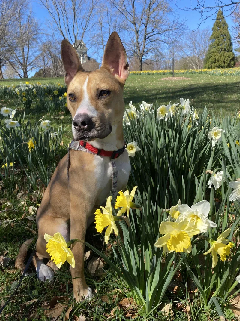 A young medium-sized female Pit Bull Terrier dog named Aggie for adoption in Westminster, MD