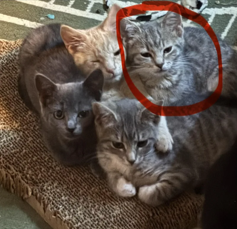 A baby small-sized female Domestic Short Hair cat named Elizabeth Taylor Swift for adoption in Bethel Park, PA