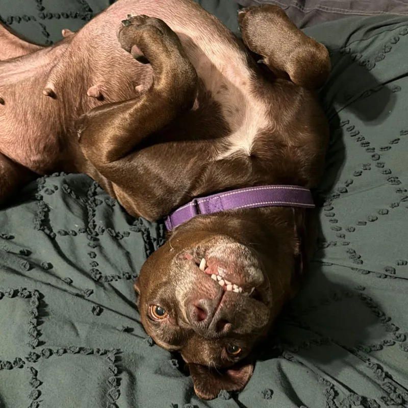 An adult large-sized female Chocolate Labrador Retriever dog named Lindy for adoption in Loveland, CO