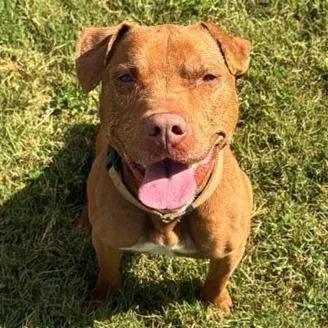 A senior large-sized female Brown / Chocolate Mixed Breed dog named Soho for adoption in Lakeland, FL