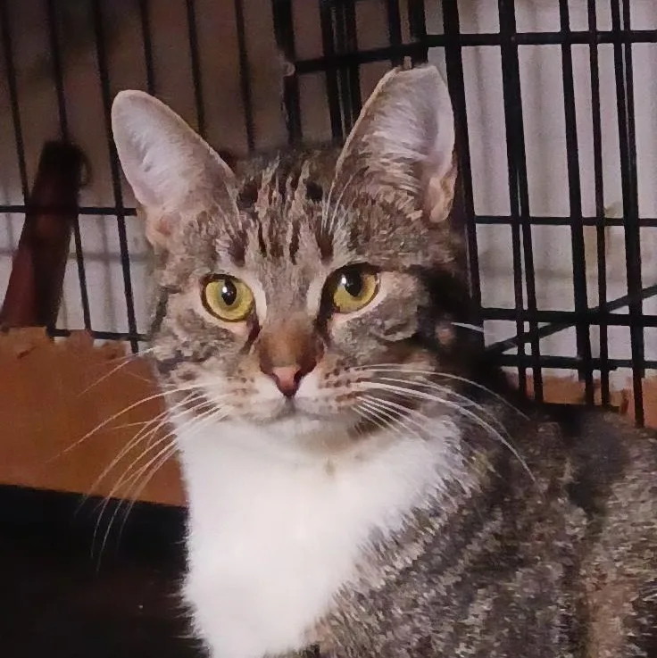 A young medium-sized male Black & White / Tuxedo Domestic Short Hair cat named Ziggy And Zephyr B. for adoption in New York, NY