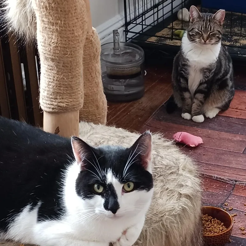 Ziggy And Zephyr B. thumbnail 2