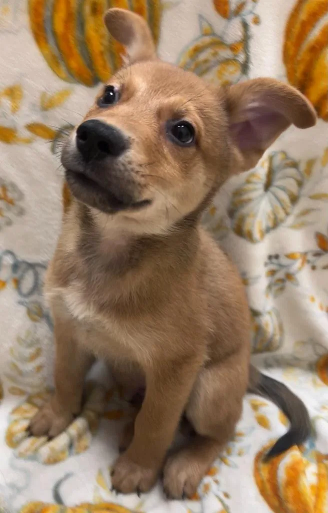 A baby small-sized male Chow Chow dog named Dragon for adoption in Madison, GA