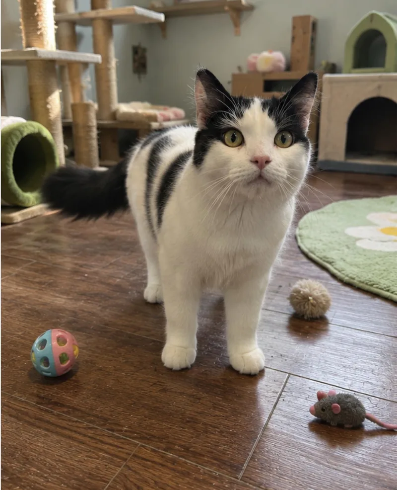 A young medium-sized male Black Maine Coon cat named Angus for adoption in Orange, CA