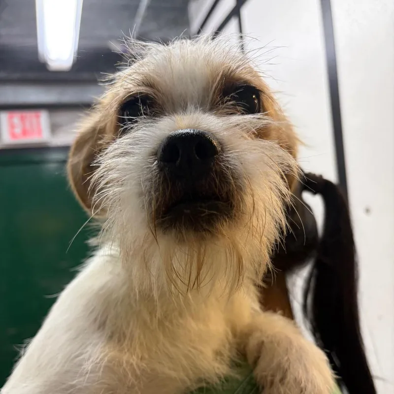 A young extra large-sized male White / Cream Mixed Breed dog named Dobby for adoption in Lake Jackson, TX