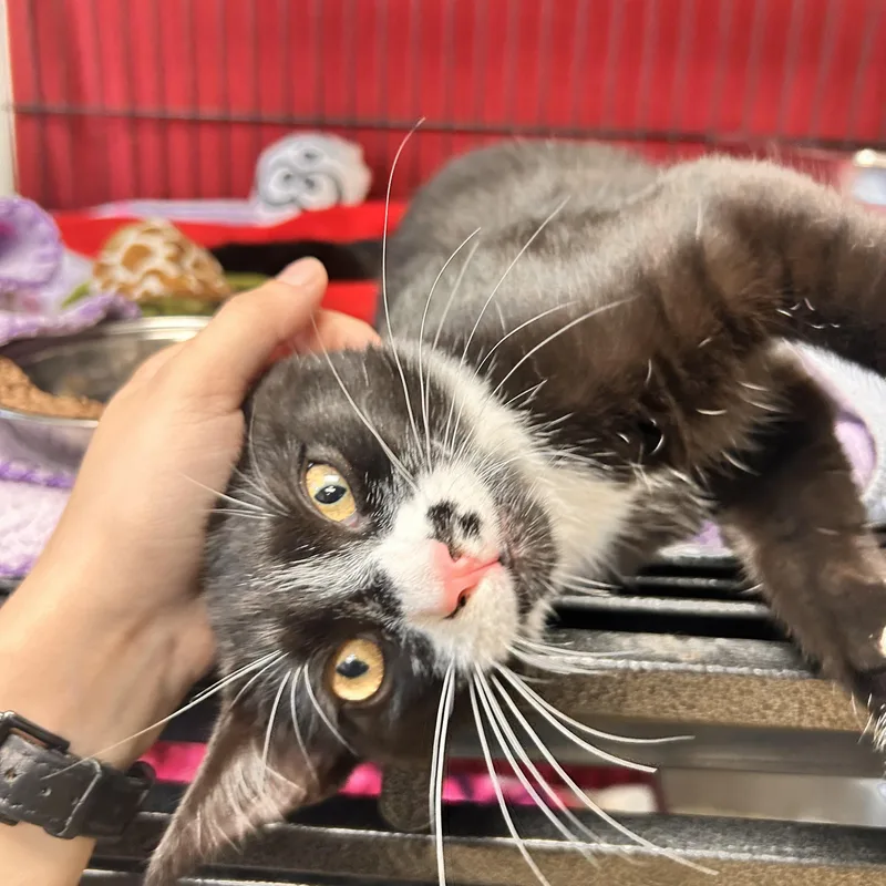 A young small-sized male Domestic Short Hair cat named Caesar for adoption in Myerstown, PA