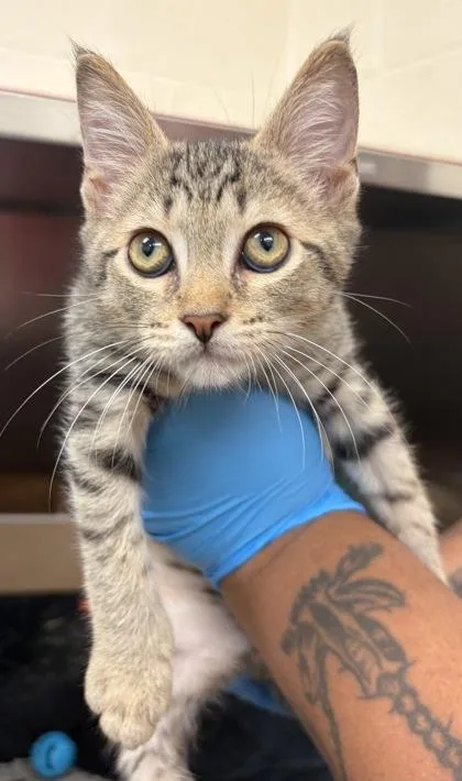 A baby small-sized male Domestic Short Hair cat named Teddy for adoption in West Chester, PA