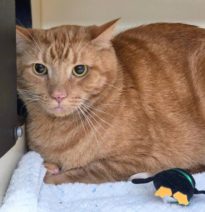 A senior medium-sized male Domestic Short Hair cat named Timmy for adoption in Bloomington, IN