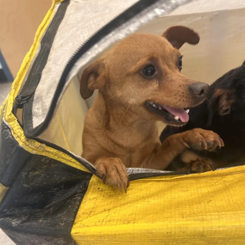 An adult medium-sized male Brown / Chocolate Mixed Breed dog named Bayo for adoption in Philadelphia, PA