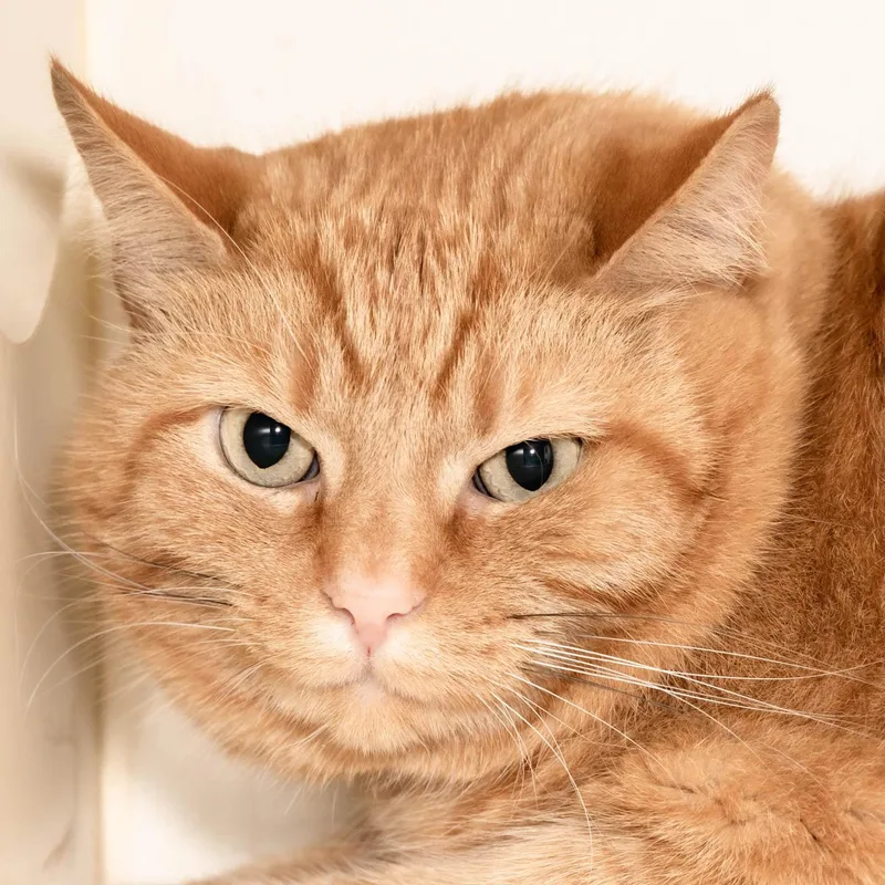 An adult large-sized male Orange / Red Domestic Short Hair cat named Ken for adoption in Victor, NY