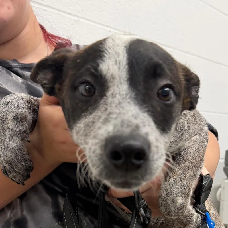 A baby small-sized female Cattle Dog dog named Butternut for adoption in Zanesville, OH