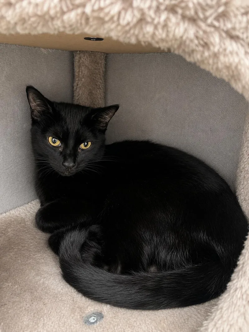 A young medium-sized female Black Domestic Short Hair cat named Pepper for adoption in Hollister, CA